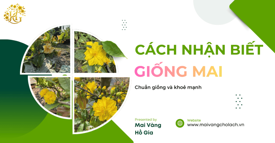 Cách Nhận Biết Giống Chuẩn Mai Vàng – Bí Quyết Từ Chuyên Gia
