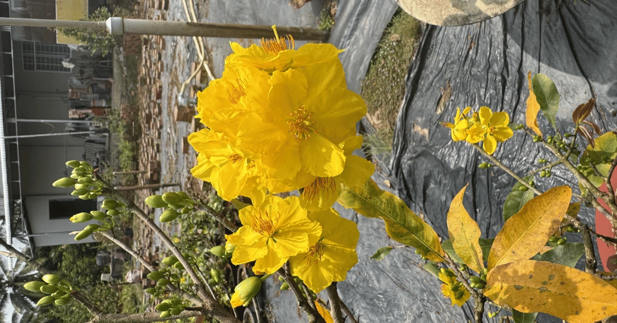 Cách Chăm Sóc Mai Vàng Sau Tết Đúng Kỹ Thuật Giúp Cây Khỏe