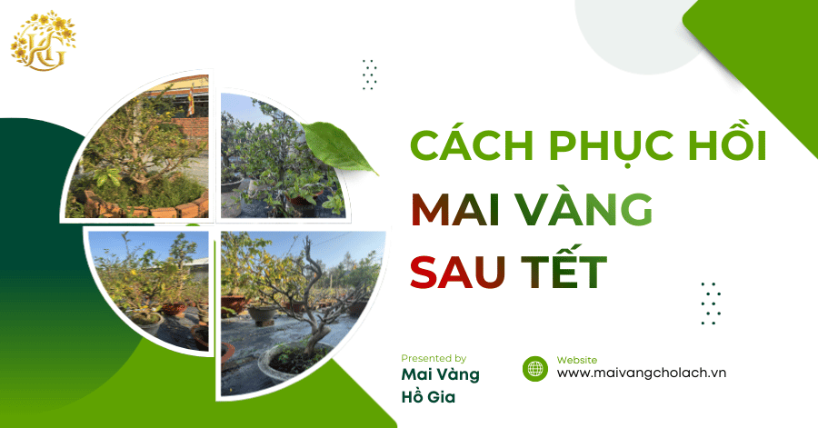 Cách Phục Hồi Mai Sau Tết Ra Lá Chi Tàng Nhanh 2026