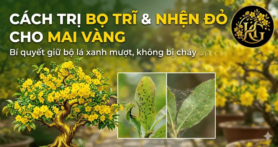 Cách Trị Bọ Trĩ Và Nhện Đỏ Cho Mai Vàng Hiệu Quả Nhất