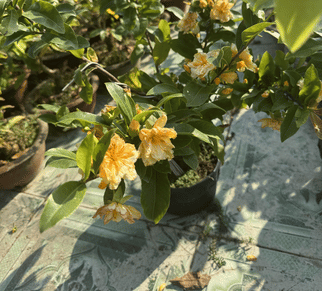 hoa-mai-cam-cat-tuong