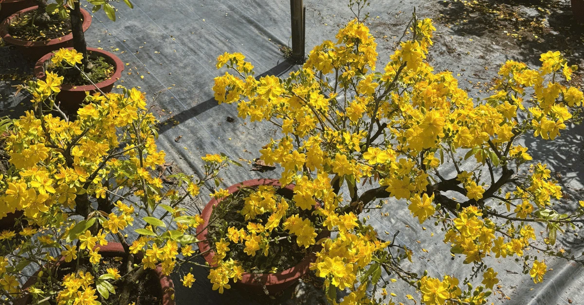 Kinh Nghiệm Côn Mai Sau Tết: Bí Quyết Giữ Dáng, Kích Nụ