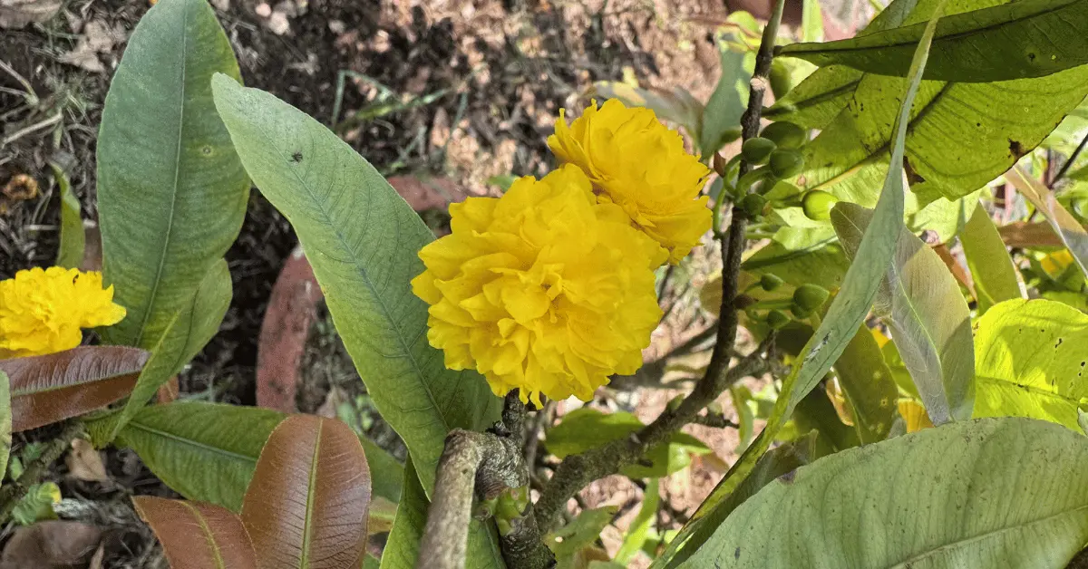 Mai Cúc Thọ Hương: Cách Chăm Sóc & Đặc Điểm Chuẩn Nhất