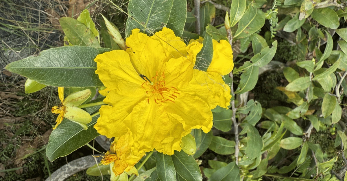 Mai Dảo Như Ý: Tuyệt Phẩm Chợ Lách & Bí Kíp Chăm Sóc