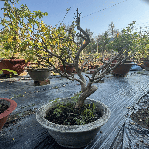 mai-ghep-lau-nam-dang-long