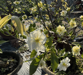 mai-ghep-nhi-ngoc-toan-da-canh