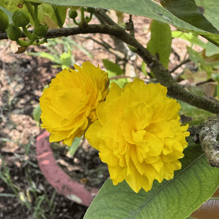 mai-ghep-nhieu-canh-bong-to