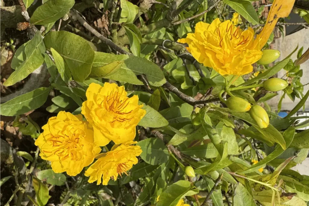 mai-vang-cuc-tho-huong-36-canh