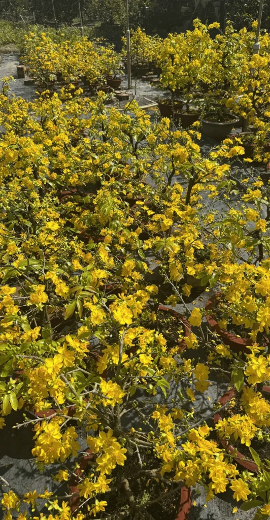 mai-vang-no-ro-cho-lach (1)