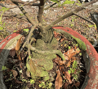 mai-vang-quan-re-goc-dep