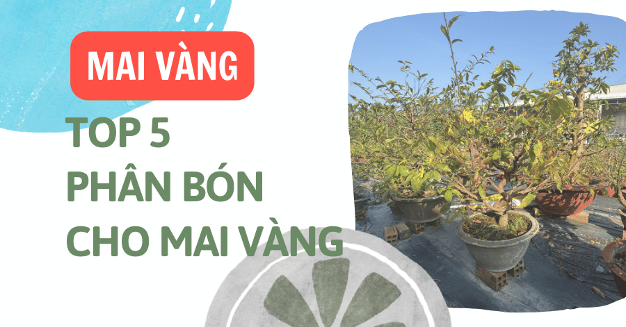 Top 5 Loại Phân Bón Cho Mai Vàng Tốt Nhất Cây Khoẻ, Nở Đều