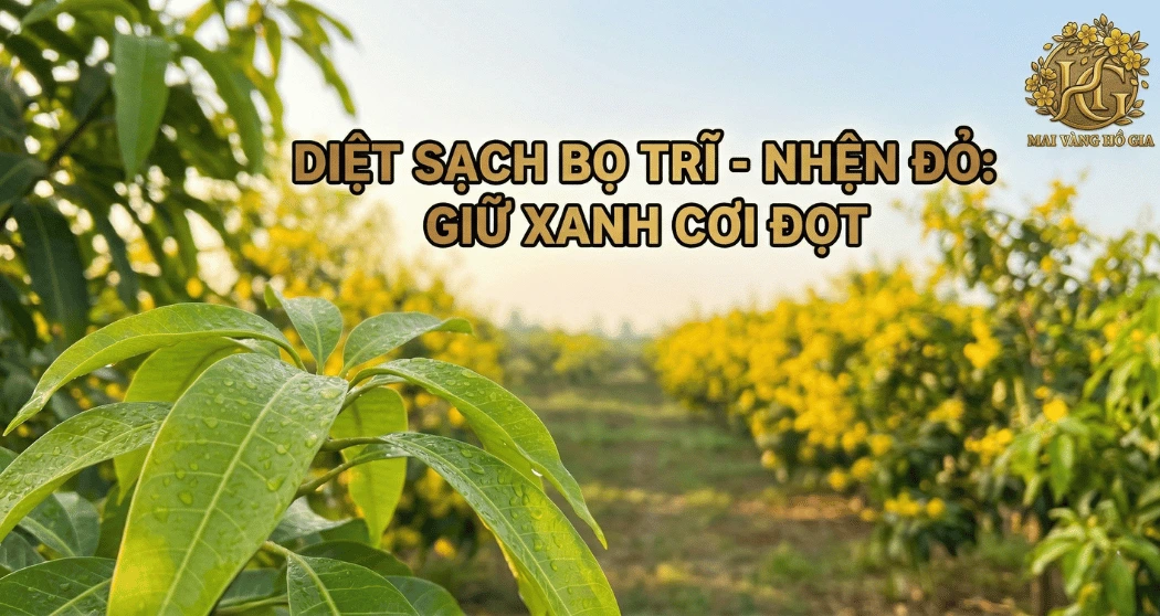 Trị Dứt Điểm Bọ Trĩ Nhện Đỏ Mai Vàng: Bí Kíp Chợ Lách 2026