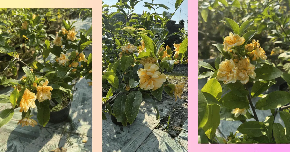 Mai Cam Cát Tường: Đặc Điểm, Cách Chăm Sóc & Ý Nghĩa May Mắn