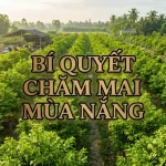 cach-cham-soc-mai-vang-mua-nang-nong
