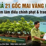hoan-tra-21-goc-mai-vang-tai-con-dao