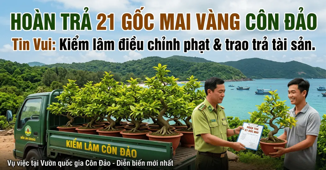 Vụ tịch thu mai tại Côn Đảo: Hoàn trả 21 gốc cây cho người dân