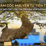 mai-vang-yen-tu-tien-ty-tai-quang-ninh