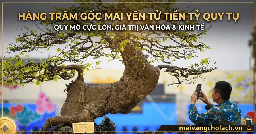 Ngắm hàng trăm gốc Mai vàng Yên Tử tiền tỷ tại Quảng Ninh